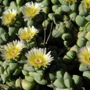 Alien Ice Plant Succulent Delosperma lehmannii – 2.5