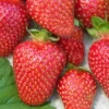 Allstar Junebearing Strawberry Plant Lot of 10 - Sweet & Juicy Berries