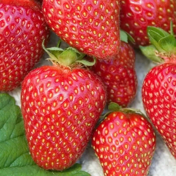 Allstar Junebearing Strawberry Plant Lot of 10 - Sweet & Juicy Berries