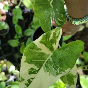 Alocasia Macrorrhiza Variegata Live Plant - 7 to 10 Inches - Potted
