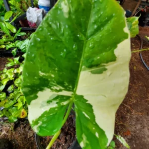 Alocasia Macrorrhiza Variegata Live Plant - 7 to 10 Inches - Potted