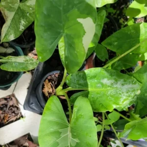 Alocasia Macrorrhiza Variegata Live Plant - 7 to 10 Inches - Potted