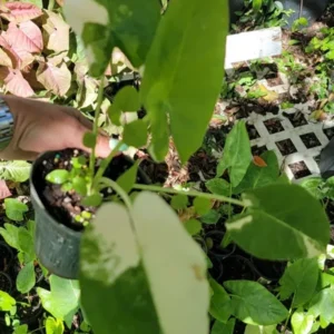 Alocasia Macrorrhiza Variegata Live Plant - 7 to 10 Inches - Potted