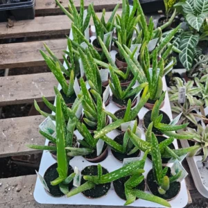 Aloe Vera Plant - 2in Succulent - Aloe Barbadensis - Healing and Air Purifying