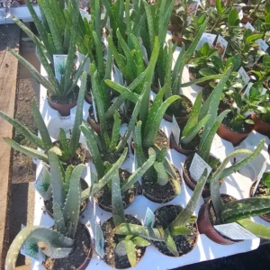 Aloe Vera Plant - 2in Succulent - Aloe Barbadensis - Healing and Air Purifying