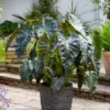 Aloha Elephant Ear Plant Live Colocasia Esculenta 5-9 Inch Tall Tropical Plant