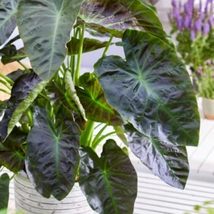 Aloha Elephant Ear Plant Live Colocasia Esculenta 5-9 Inch Tall Tropical Plant