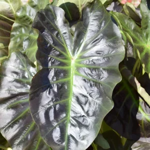Aloha Elephant Ear Plant Live Colocasia Esculenta 5-9 Inch Tall Tropical Plant
