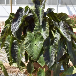 Aloha Elephant Ear Plant Live Colocasia Esculenta 5-9 Inch Tall Tropical Plant