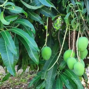 Alphonso Mango Tree Live Plant - 1 Feet Tall – Sweet Mango Fruit Plant in Half Gal Pot- Mangifera Indica Tree