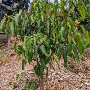 Alphonso Mango Tree Live Plant - 1 Feet Tall – Sweet Mango Fruit Plant in Half Gal Pot- Mangifera Indica Tree
