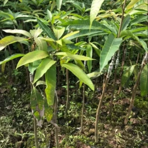 Alphonso Mango Tree Live Plant - 1 Feet Tall – Sweet Mango Fruit Plant in Half Gal Pot- Mangifera Indica Tree