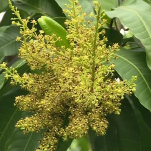 Alphonso Mango Tree Live Plant - 1 Feet Tall – Sweet Mango Fruit Plant in Half Gal Pot- Mangifera Indica Tree