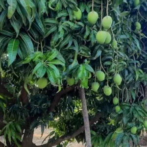 Alphonso Mango Tree Live Plant - 1 Feet Tall – Sweet Mango Fruit Plant in Half Gal Pot- Mangifera Indica Tree