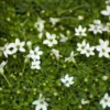 Alpine White Star Creeper Isotoma - Evergreen Perennial 2.5" Pot