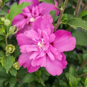 Althea Hibiscus 2 Bare-roots - Red, Pink, White, Bue Flowering Shrub - 12-18 Inch Tall