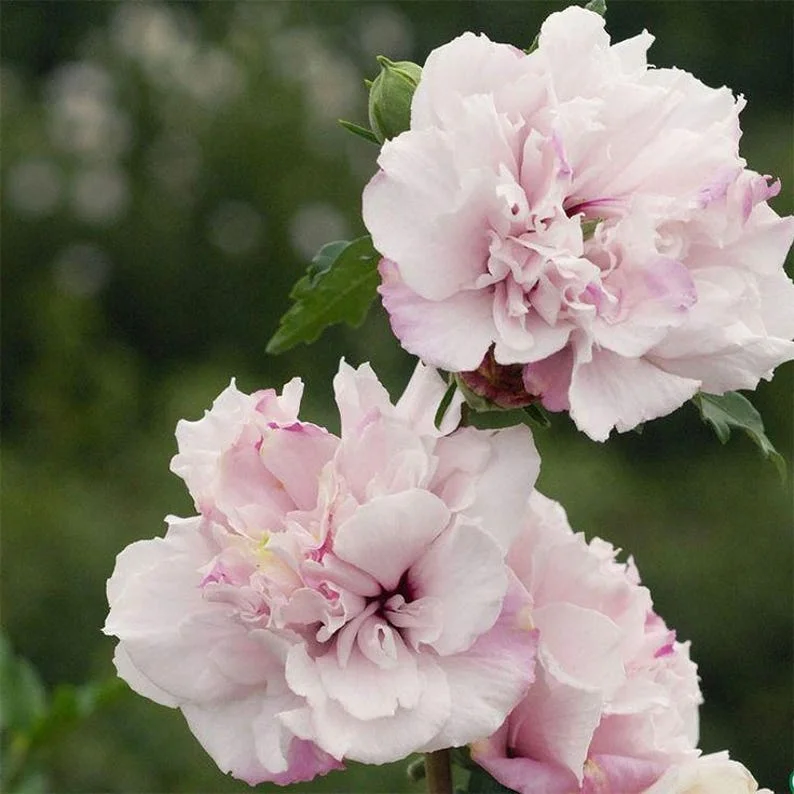 Althea Hibiscus 2 Bare-roots - Red, Pink, White, Bue Flowering Shrub - 12-18 Inch Tall