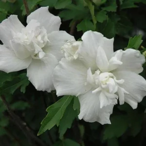 Althea Hibiscus 2 Bare-roots - Red, Pink, White, Bue Flowering Shrub - 12-18 Inch Tall
