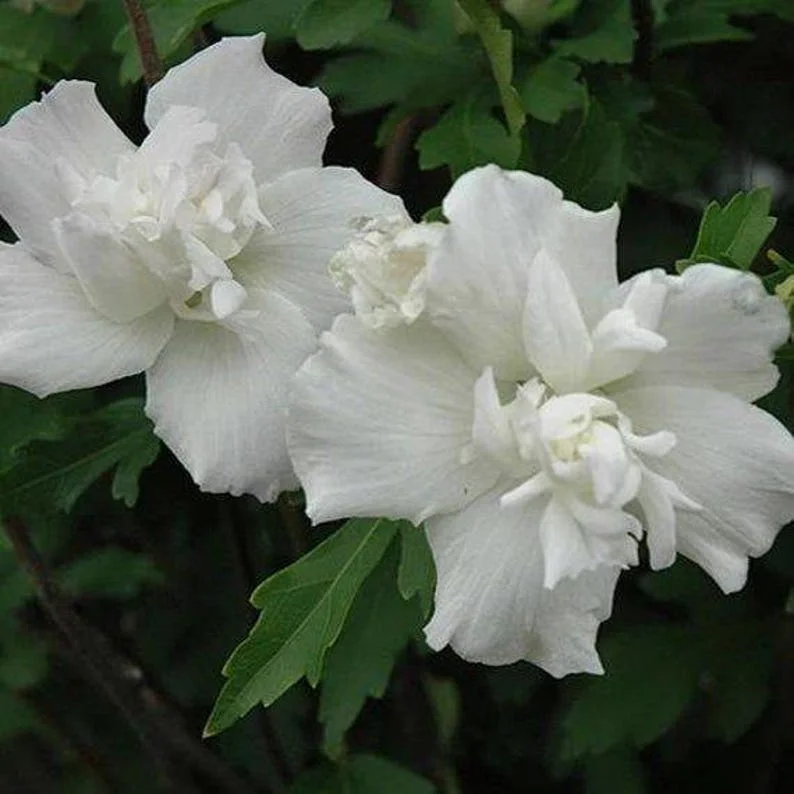 Althea Hibiscus 2 Bare-roots - Red, Pink, White, Bue Flowering Shrub - 12-18 Inch Tall