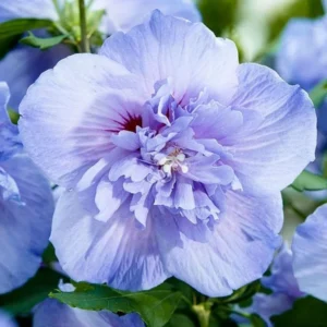 Althea Hibiscus 2 Bare-roots - Red, Pink, White, Bue Flowering Shrub - 12-18 Inch Tall