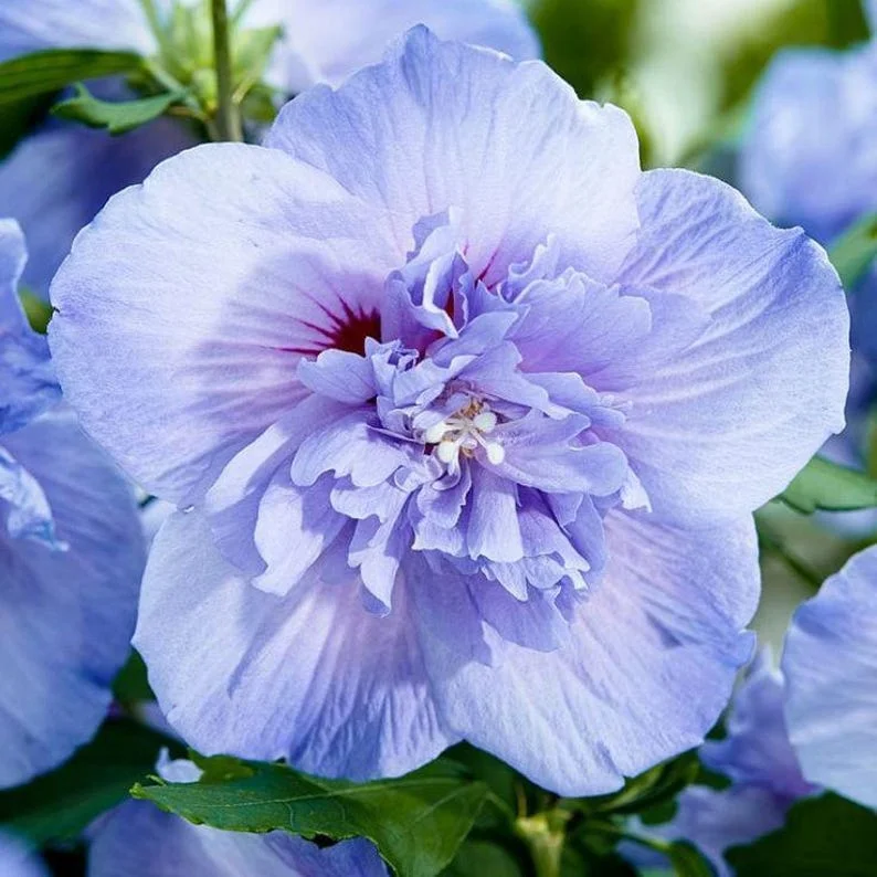 Althea Hibiscus 2 Bare-roots - Red, Pink, White, Bue Flowering Shrub - 12-18 Inch Tall