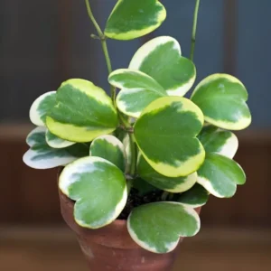 Amazing Creme & Green Sweetheart Waxplant - Hoya Kerrii Variegata - 2