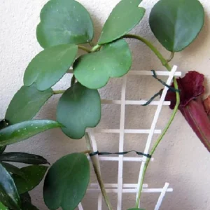 Amazing Sweetheart Waxplant Hoya kerri – 2