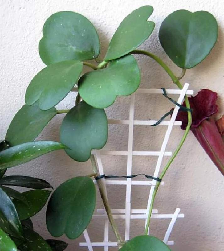 Amazing Sweetheart Waxplant Hoya kerri – 2" Pot, Indoor Succulent Vine, Low Maintenance