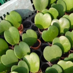 Amazing Sweetheart Waxplant Hoya kerri – 2
