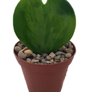 Amazing Sweetheart Waxplant Hoya kerri – 2