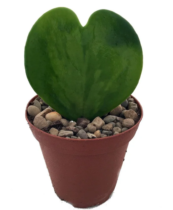 Amazing Sweetheart Waxplant Hoya kerri – 2" Pot, Indoor Succulent Vine, Low Maintenance