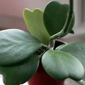 Amazing Sweetheart Waxplant Hoya kerri – 2