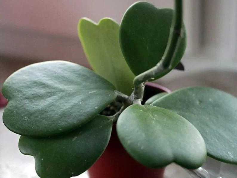 Amazing Sweetheart Waxplant Hoya kerri – 2" Pot, Indoor Succulent Vine, Low Maintenance