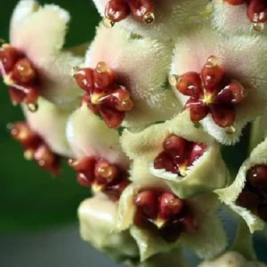 Amazing Sweetheart Waxplant Hoya kerri – 2