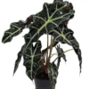 Amazon Black Shield Plant - Alocasia amazonica Polly - Indoor Tropical Houseplant - 4" Pot