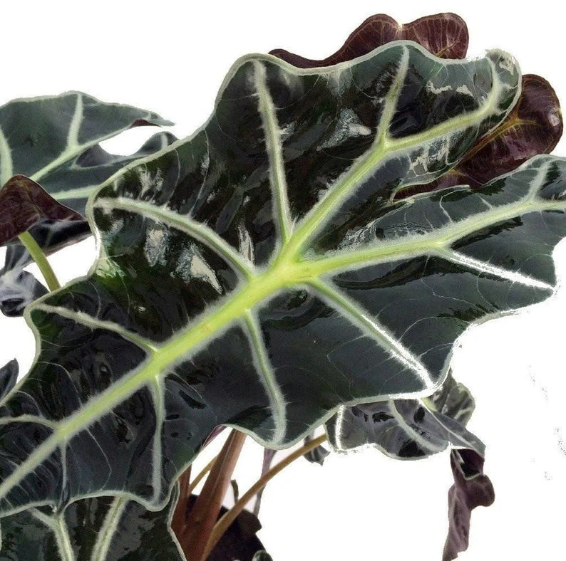 Amazon Black Shield Plant - Alocasia amazonica Polly - Indoor Tropical Houseplant - 4" Pot
