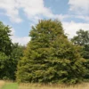 American Beech Tree Bare-root 12-18 Inch Tall | Fagus Grandiflora, Large Shade Tree