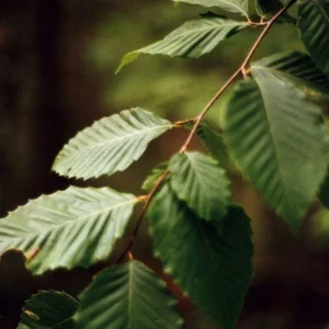 American Beech Tree Bare-root 12-18 Inch Tall | Fagus Grandiflora, Large Shade Tree