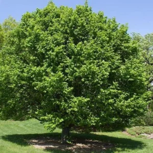 American Beech Tree Bare-root 12-18 Inch Tall | Fagus Grandiflora, Large Shade Tree