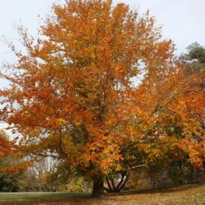 American Beech Tree Bare-root 12-18 Inch Tall | Fagus Grandiflora, Large Shade Tree