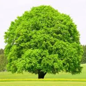 American Beech Tree Bare-root 12-18 Inch Tall | Fagus Grandiflora, Large Shade Tree