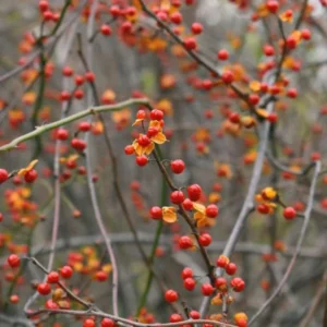 American Bittersweet Plants, American Bittersweet Vine Bareroots 12-18 Inch Tall - 2 Bare-roots - Climbing Vine with Autumn Fruit