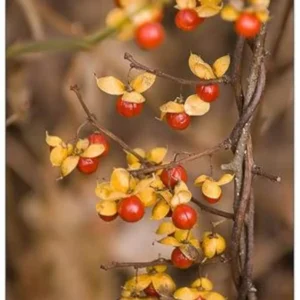 American Bittersweet Plants, American Bittersweet Vine Bareroots 12-18 Inch Tall - 2 Bare-roots - Climbing Vine with Autumn Fruit