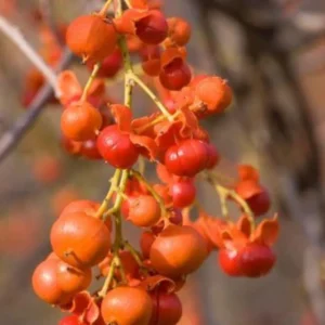 American Bittersweet Plants, American Bittersweet Vine Bareroots 12-18 Inch Tall - 2 Bare-roots - Climbing Vine with Autumn Fruit