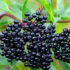 American Black Elderberry Tree Live Plant - 8-10 Inch Elderberry Bush - Sambucus Canadensis Plant 4 Inch Pot