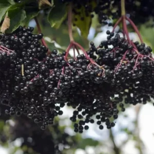 American Black Elderberry Tree Live Plant - 8-10 Inch Elderberry Bush - Sambucus Canadensis Plant 4 Inch Pot