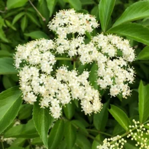 American Black Elderberry Tree Live Plant - 8-10 Inch Elderberry Bush - Sambucus Canadensis Plant 4 Inch Pot
