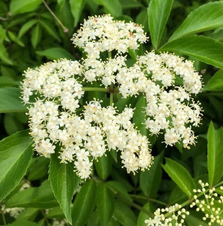 American Black Elderberry Tree Live Plant - 8-10 Inch Elderberry Bush - Sambucus Canadensis Plant 4 Inch Pot