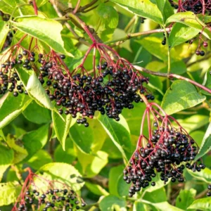 American Black Elderberry Tree Live Plant - 8-10 Inch Elderberry Bush - Sambucus Canadensis Plant 4 Inch Pot