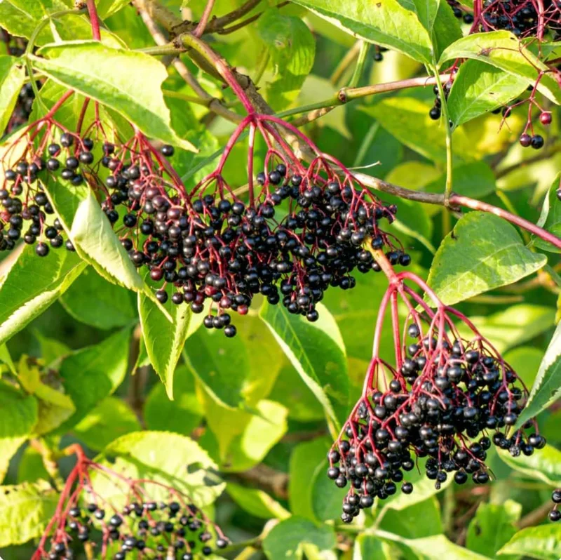 American Black Elderberry Tree Live Plant - 8-10 Inch Elderberry Bush - Sambucus Canadensis Plant 4 Inch Pot